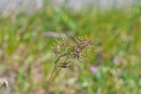 Poa bulbosa subsp. bulbosa