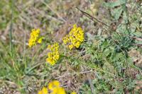 Euphorbia cyparissias