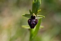 Ophrys incubacea
