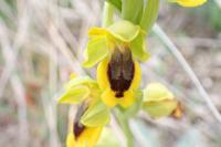 Ophrys lutea