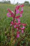 Anacamptis papilionacea
