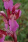 Anacamptis papilionacea