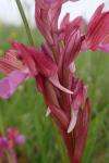 Anacamptis papilionacea