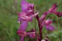 Anacamptis x nicodemi nothosubsp. nicodemi