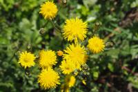 Crepis vesicaria subsp. taraxacifolia