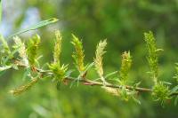 Salix eleagnos