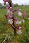 Anacamptis morio subsp. morio