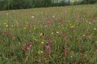 Anacamptis papilionacea