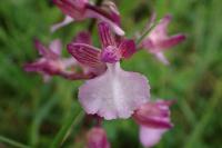 Anacamptis x nicodemi