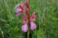 Anacamptis papilionacea