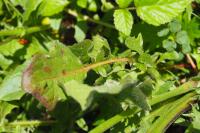 Crepis vesicaria subsp. taraxacifolia