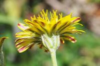 Crepis vesicaria subsp. taraxacifolia