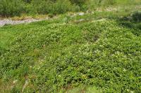 Nasturtium officinale