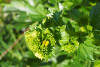 Barbarea vulgaris