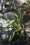 Plantago lanceolata