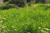 Phalaris arundinacea