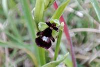 Ophrys insectifera