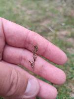 Poa bulbosa var. vivipara