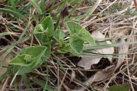 Aristolochia pistolochia