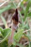 Aristolochia pistolochia