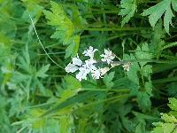 Bellevalia romana