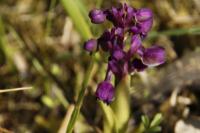Anacamptis morio