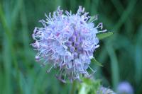 Succisa pratensis