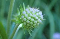 Succisa pratensis