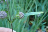 Succisa pratensis