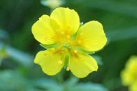 Potentilla erecta