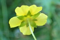 Potentilla erecta