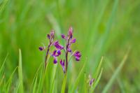 Anacamptis laxiflora