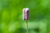 Fritillaria meleagris