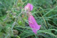 Digitalis purpurea