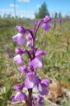 Anacamptis morio