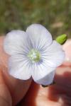 Linum usitatissimum