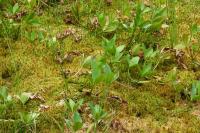 Menyanthes trifoliata