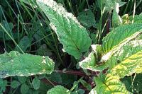 Scrophularia auriculata