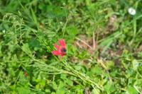 Anemone hortensis subsp. pavonina