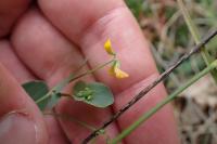 Coronilla scorpioides