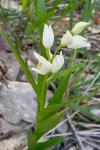 Cephalanthera longifolia
