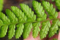 Dryopteris dilatata