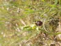 Ophrys passionis