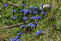 Gentiana verna