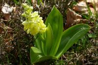 Orchis pallens