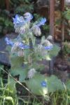Borago officinalis