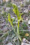 Ophrys virescens