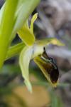 Ophrys virescens