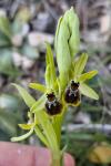 Ophrys virescens