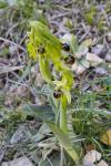 Ophrys virescens
